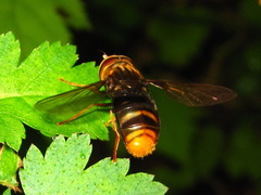 Dideoides coquilletti