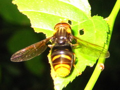 Dideoides coquilletti