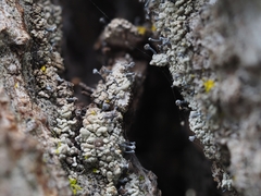 Chaenotheca trichialis