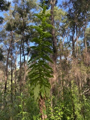 Calomeria amaranthoides