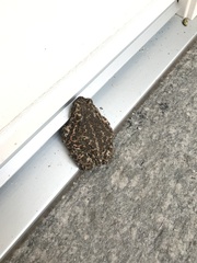Bufotes viridis balearicus