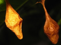 Cyrtarachne inaequalis