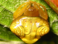 Cyrtarachne inaequalis