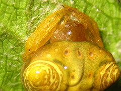 Cyrtarachne inaequalis