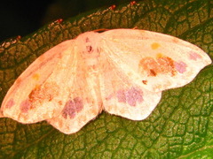 Auzata nigrata