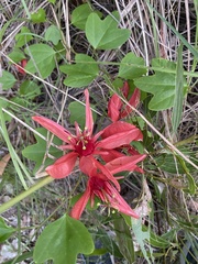 Passiflora aurantia
