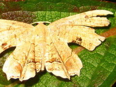 Dysaethria moza