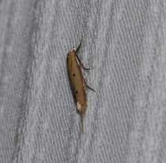 Roeslerstammiidae