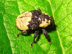 Sternuchopsis trifida