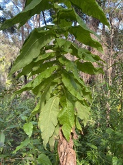 Calomeria amaranthoides