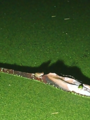 Pelodryadidae