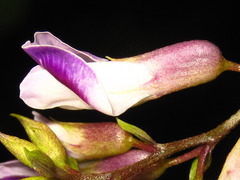 Amphicarpaea edgeworthii