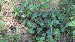 Alchemilla subcrenata