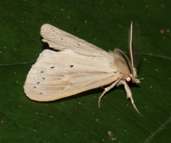 Laelia anamesa