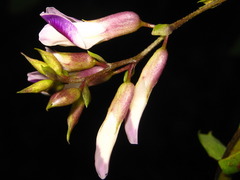 Amphicarpaea edgeworthii