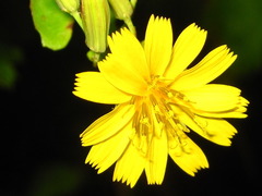 Crepidiastrum denticulatum