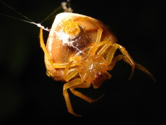 Cyrtarachne inaequalis