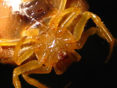 Cyrtarachne inaequalis