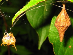 Cyrtarachne inaequalis