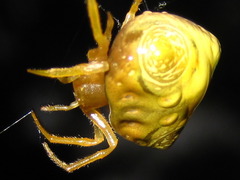 Cyrtarachne inaequalis