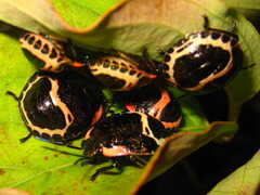 Poecilocoris lewisi