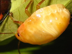 Poecilocoris lewisi