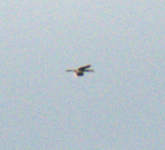 Anthracoceros albirostris