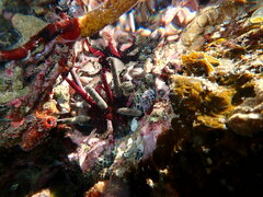 Phyllacanthus parvispinus