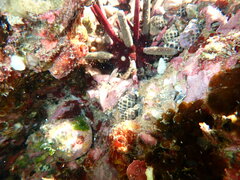 Phyllacanthus parvispinus