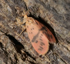 Miltochrista arcuata
