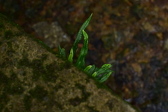 Lepisorus thunbergianus