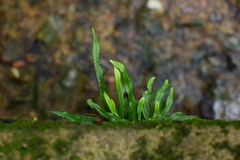 Lepisorus thunbergianus