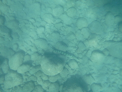 Aulostomus strigosus