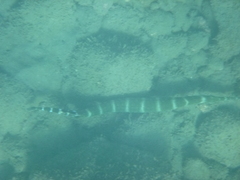 Aulostomus strigosus