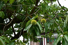 Castanea mollissima
