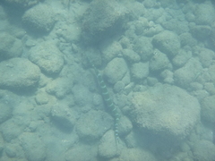 Aulostomus strigosus