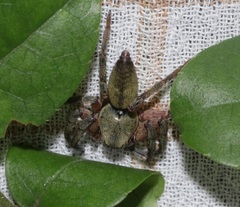 Thelcticopis severa