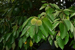 Castanea mollissima