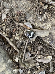 Poecilocoris lewisi