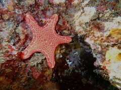 Pentagonaster duebeni