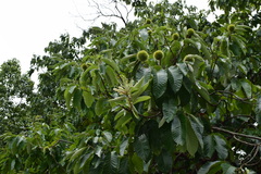Castanea mollissima