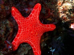 Pentagonaster duebeni