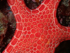 Pentagonaster duebeni