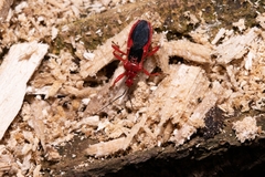 Labidocoris pectoralis