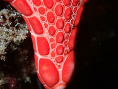 Pentagonaster duebeni