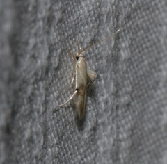 Pachyrhabda epichlora