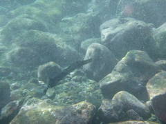 Aulostomus strigosus