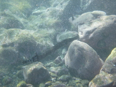 Aulostomus strigosus