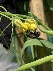 Polleniidae