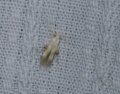 Pachyrhabda epichlora